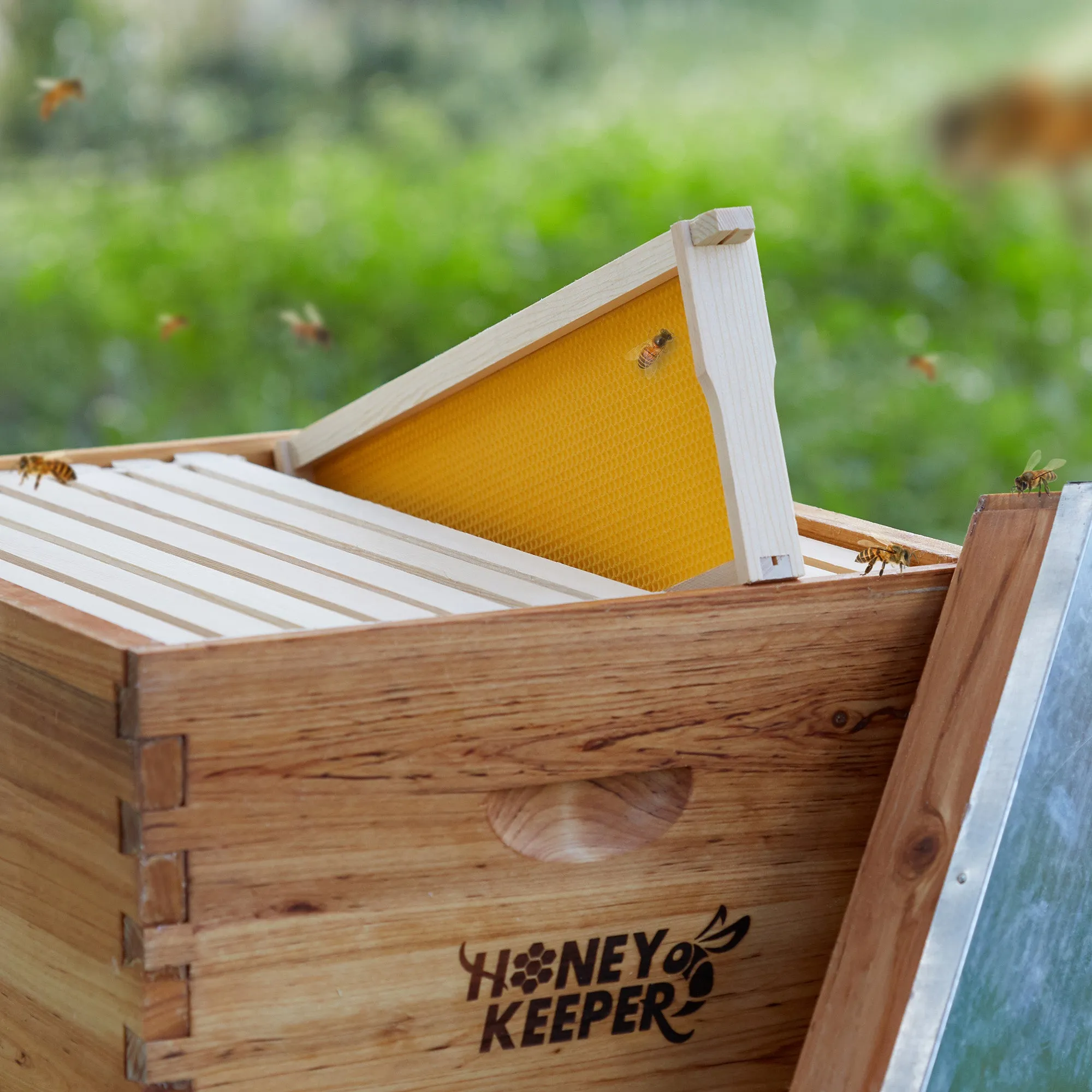 10 Assembled Beehive Frames, Coated Foundations for Beekeeping, 6-1/4"