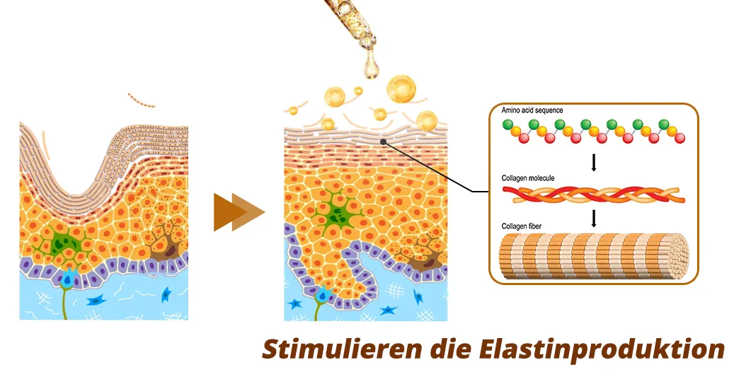 flysmus RevitaPeptide Umkehrserum